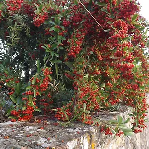 Solomia Panzano in Chianti